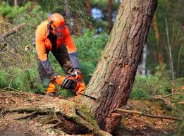 Best Tree Cabling and Bracing  in Seminole, TX
