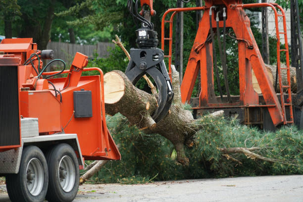 Best Commercial Tree Services  in Seminole, TX