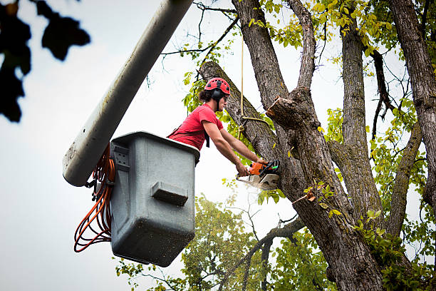 Best Tree and Shrub Care  in Seminole, TX
