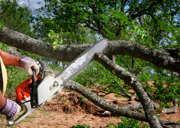 Best Fruit Tree Pruning  in Seminole, TX